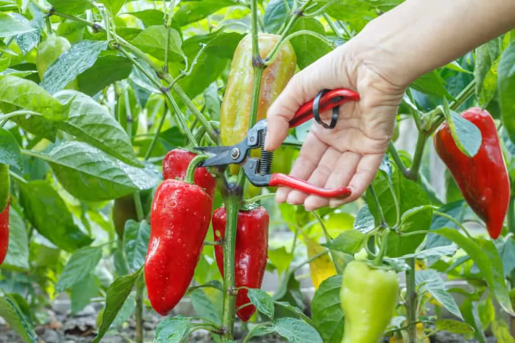 11 Secrets to Growing Exceptional Peppers