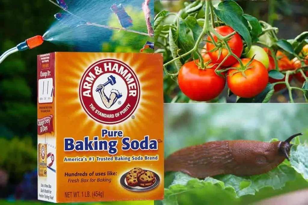 10 Miracles Of Baking Soda In Garden Baking soda is a gardener’s best friend: here are 10 clever uses in the