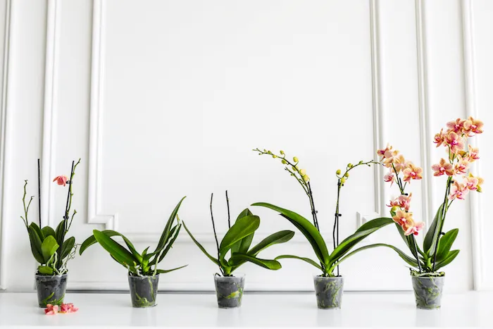 Cultivating Exquisite Orchids: Essential Tips For Healthy Plants And ...