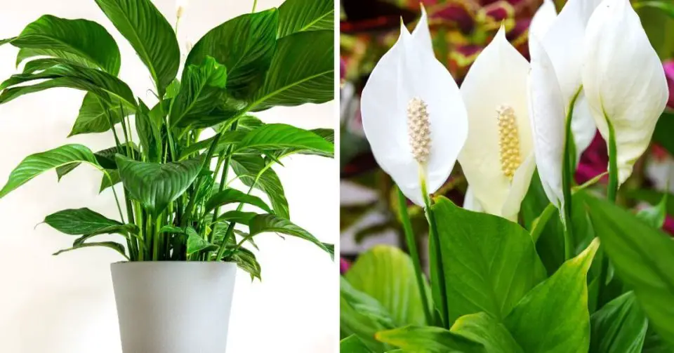 3 special Fertilizers for a Lush and Vibrant Peace Lily