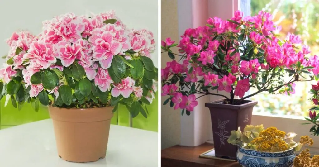 7 Houseplants That Remove Unpleasant Smells From Your Home