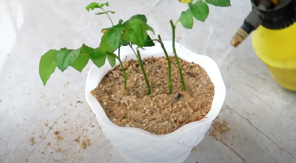 Easily Growing Roses from Cuttings with a Banana: A Simple Guide