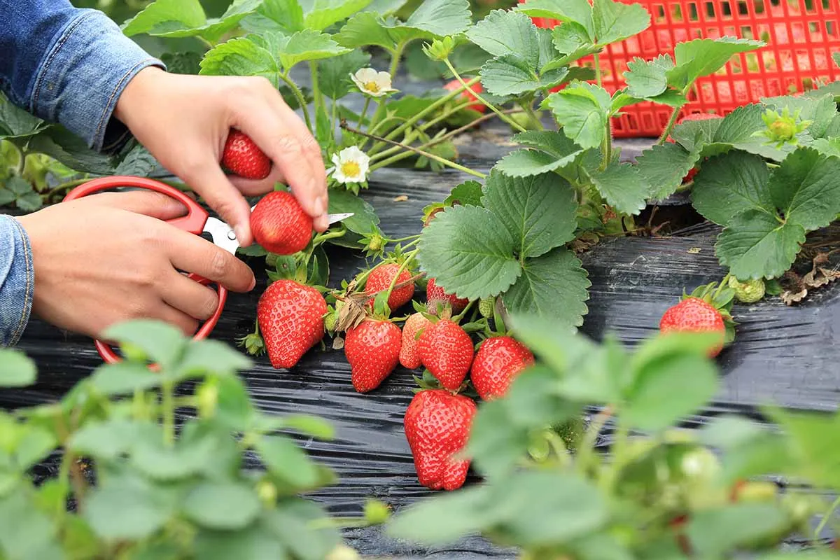 A Step By Step Guide To Growing Strawberries In A Pot