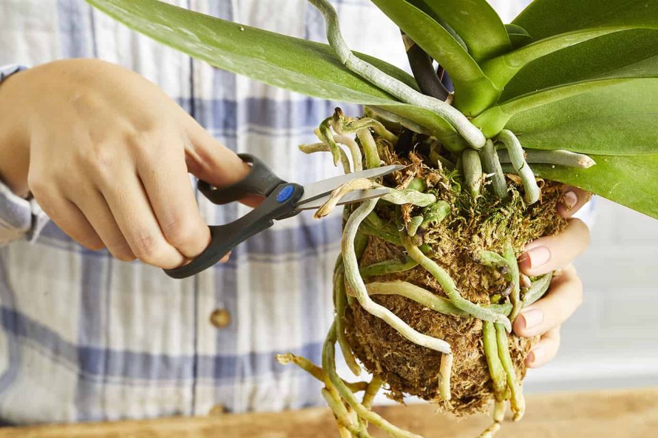 Orchid Roots String Understanding Orchid Roots: Why They Grow Out of Pots and What You ...