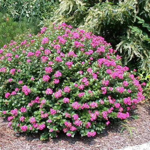 Landscaping Ideas with Crepe Myrtles 4