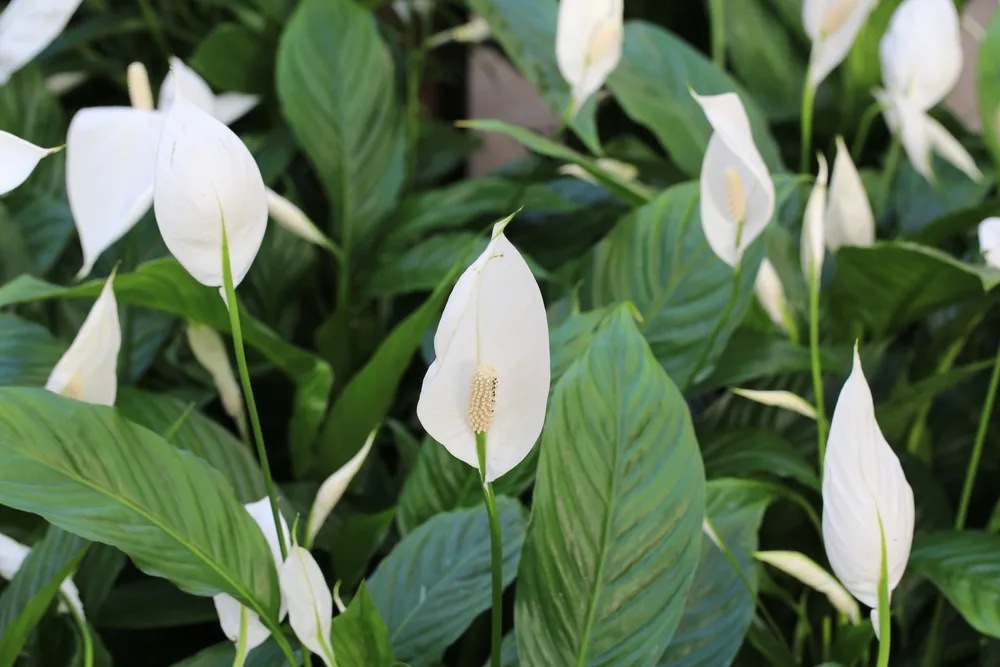 Simple Steps to Amplify Your Peace Lily's Flower Power