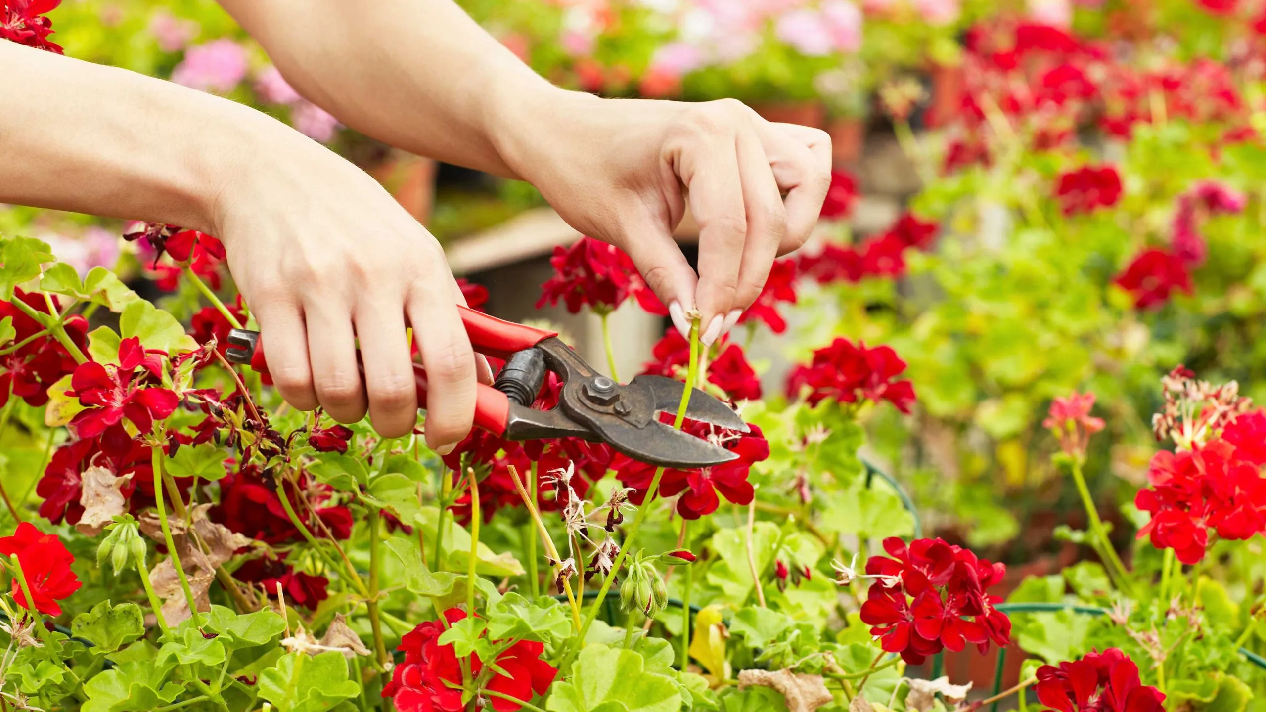 Герани осенью. A girl which s Cutting a Flower.