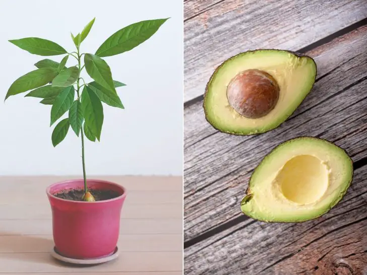 6 Tips for Growing Avocado in a Pot and for it to bear fruit