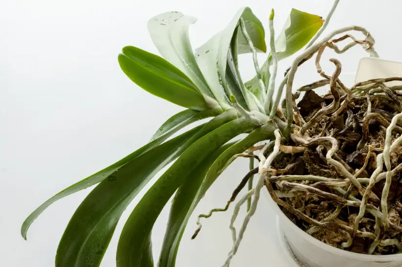 How To Revive Your Orchids Tips For Bouncing Them Back To Life   Screenshot 1 2.webp