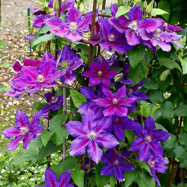Unleash the Beauty of Clematis: Essential Tips for Growing and Caring ...