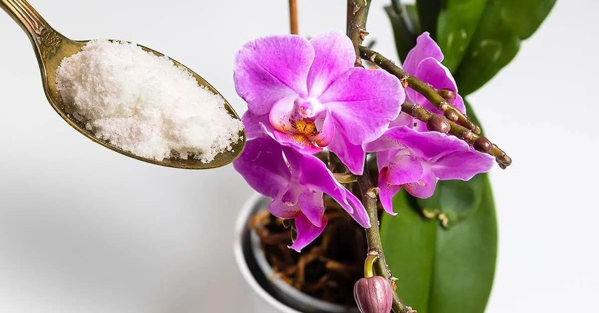 How to make an orchid bloom again with garlic powder?