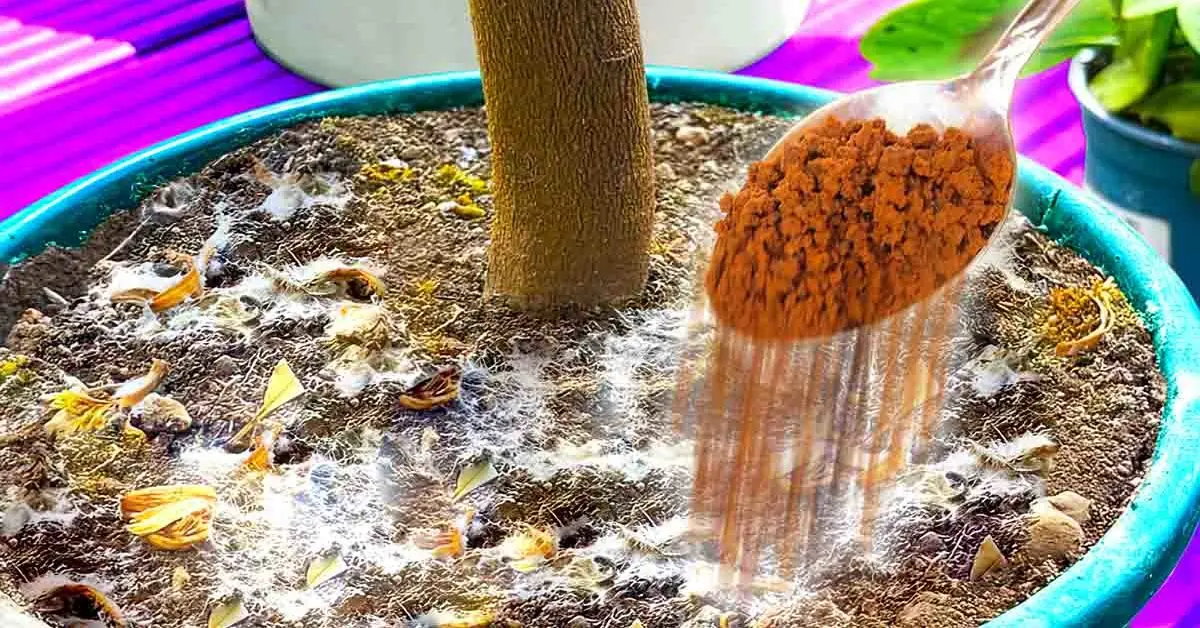 How to use cinnamon to protect indoor plants from insects and mold?