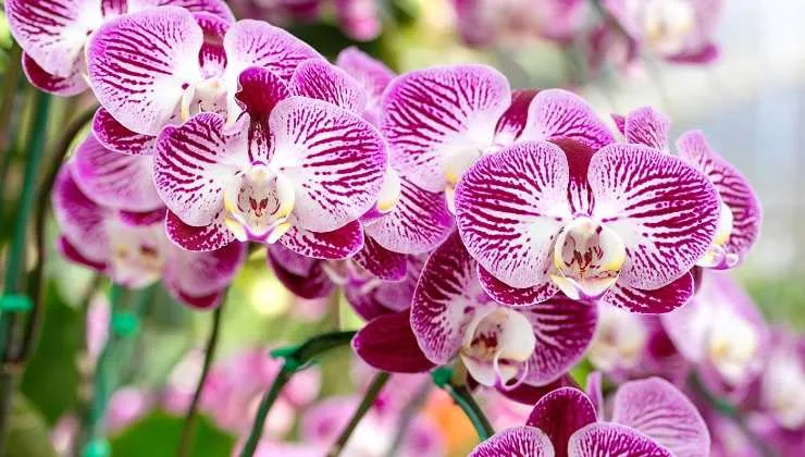 Orchid Care: The One Tablet Secret to Eternal Blooming