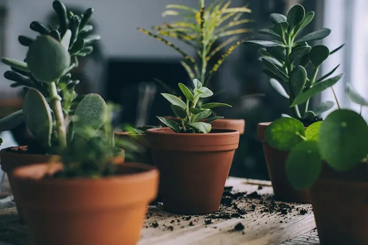 How to use cinnamon to protect indoor plants from insects and mold?