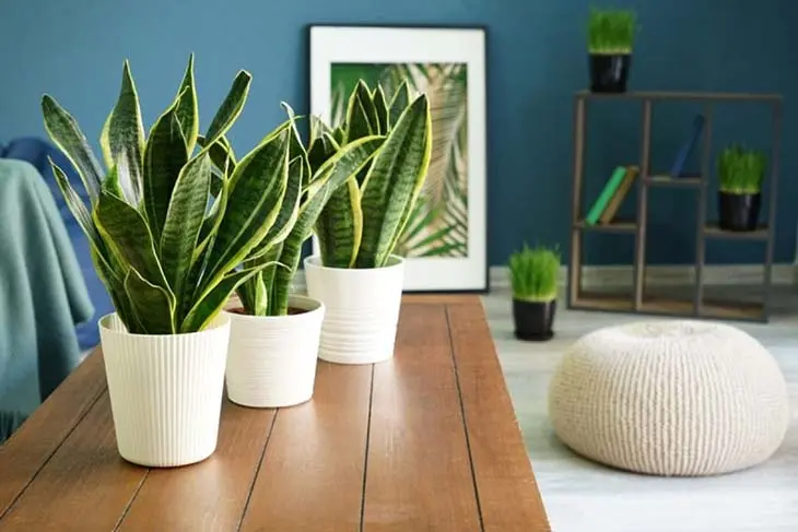 5 Pretty Indoor Plants That Require Little Water And Maintenance