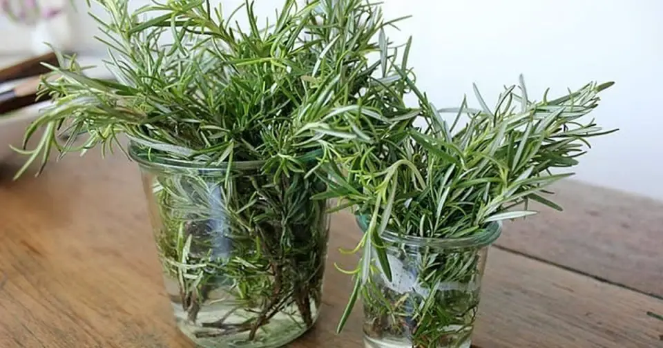 The trick of the three sprigs of rosemary in a jar here's why and how