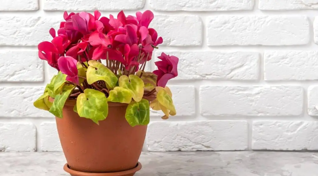 Why Does Your Cyclamen Plant Have Yellow Leaves? Explore These 8 Reasons