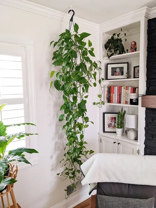 22 Creative and Mesmerizing Ways to Display Pothos in Your Home