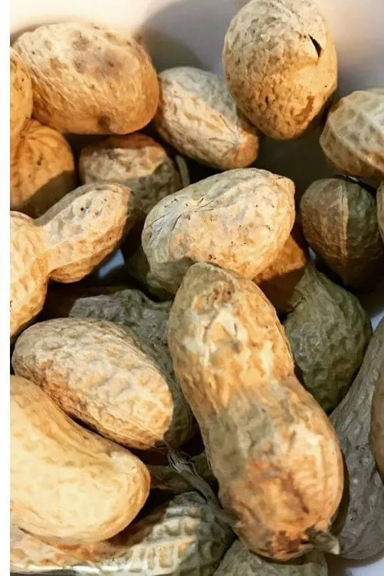 Simple Steps to Grow Peanuts in Pots