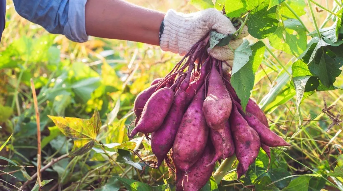 8 Simple Steps to Cultivate Sweet Potatoes in Pots