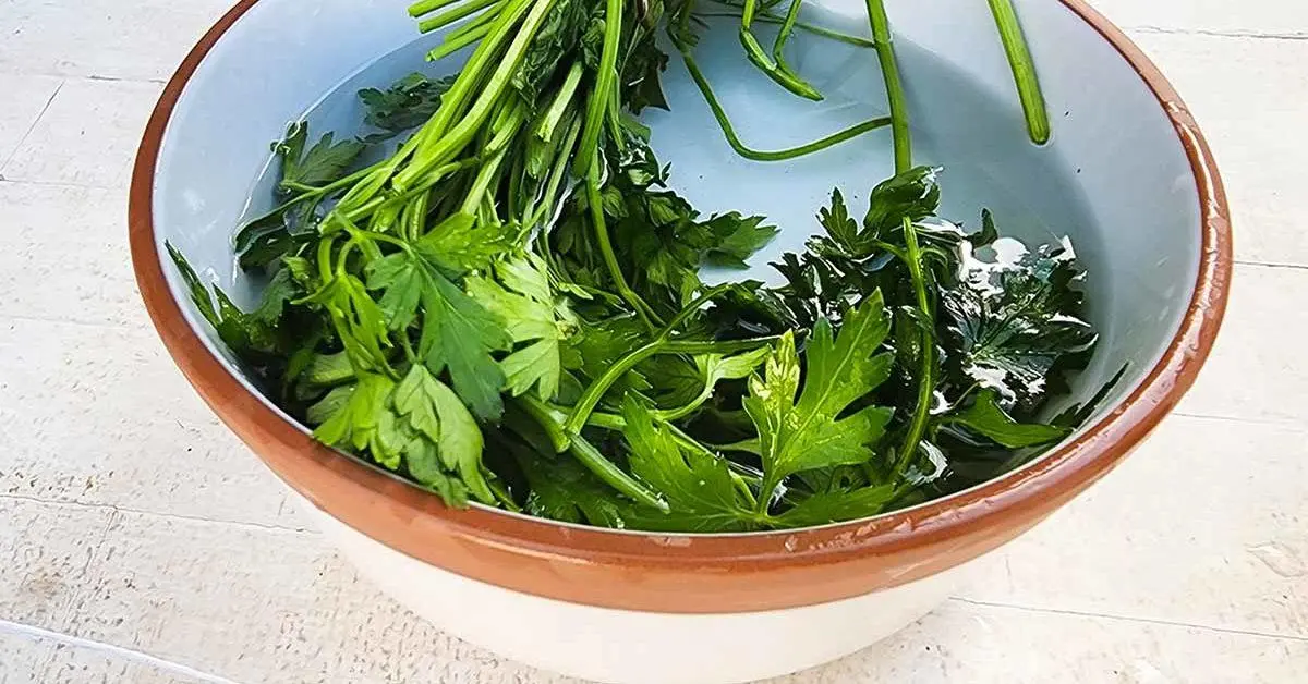 How to keep parsley fresh for a long time?