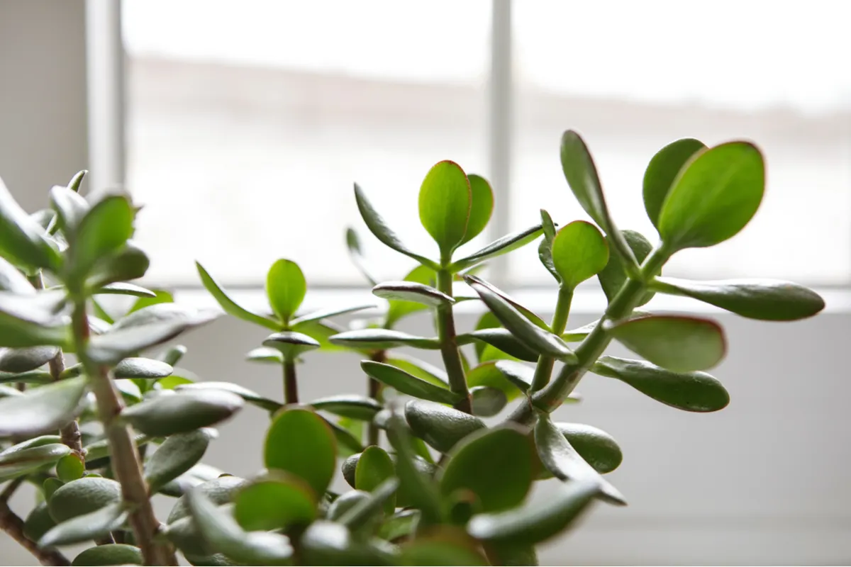 Turning Jade Plant Leaves Red: A Simple Guide