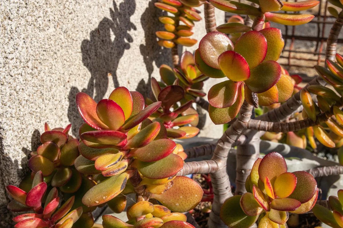 Turning Jade Plant Leaves Red: A Simple Guide
