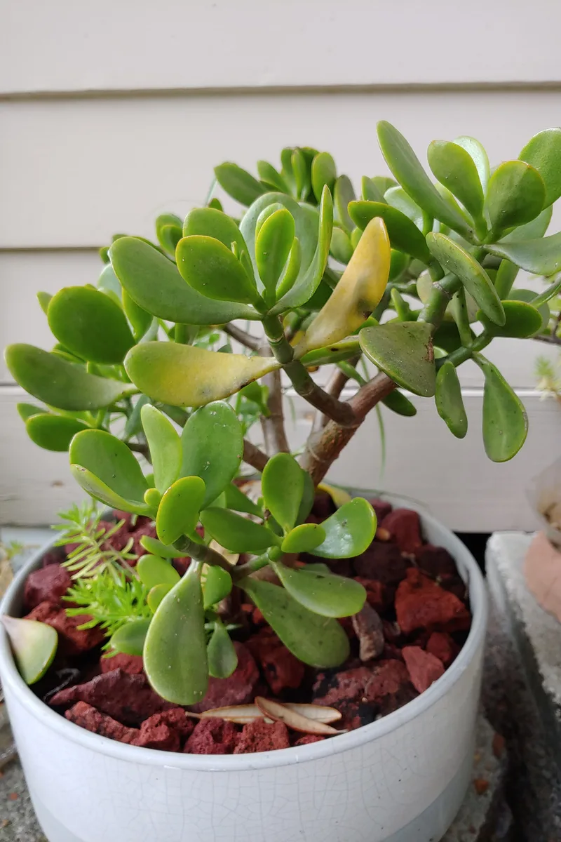 Turning Jade Plant Leaves Red: A Simple Guide