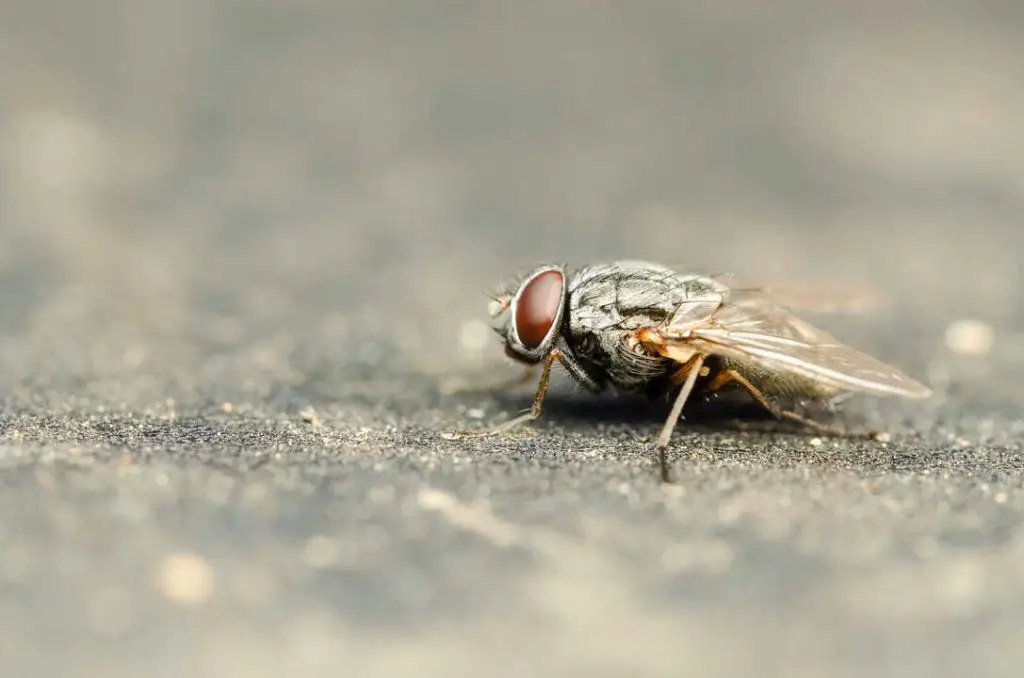 6 Effective Ways To Use Cloves To Keep Flies Away