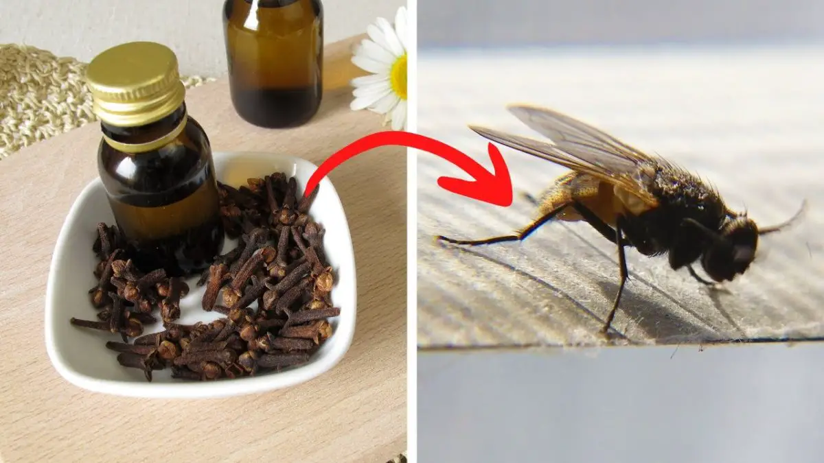 6 Effective Ways To Use Cloves To Keep Flies Away