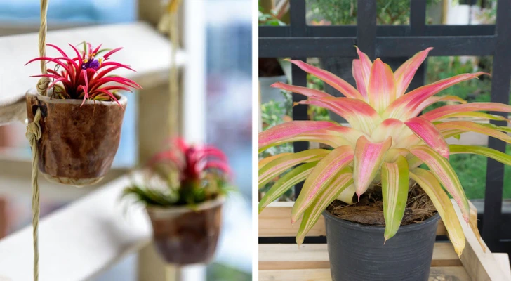 15 of The Healthiest Plants To Have In Your House For A Healthy ...