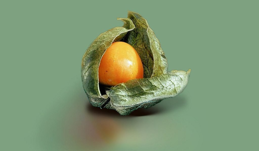 Uchuva Tree 10 Incredible Health Benefits of Goldenberry (Uchuva): Unleash the ...