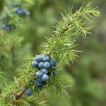 Juniper: Exploring Its Benefits and Everyday Uses