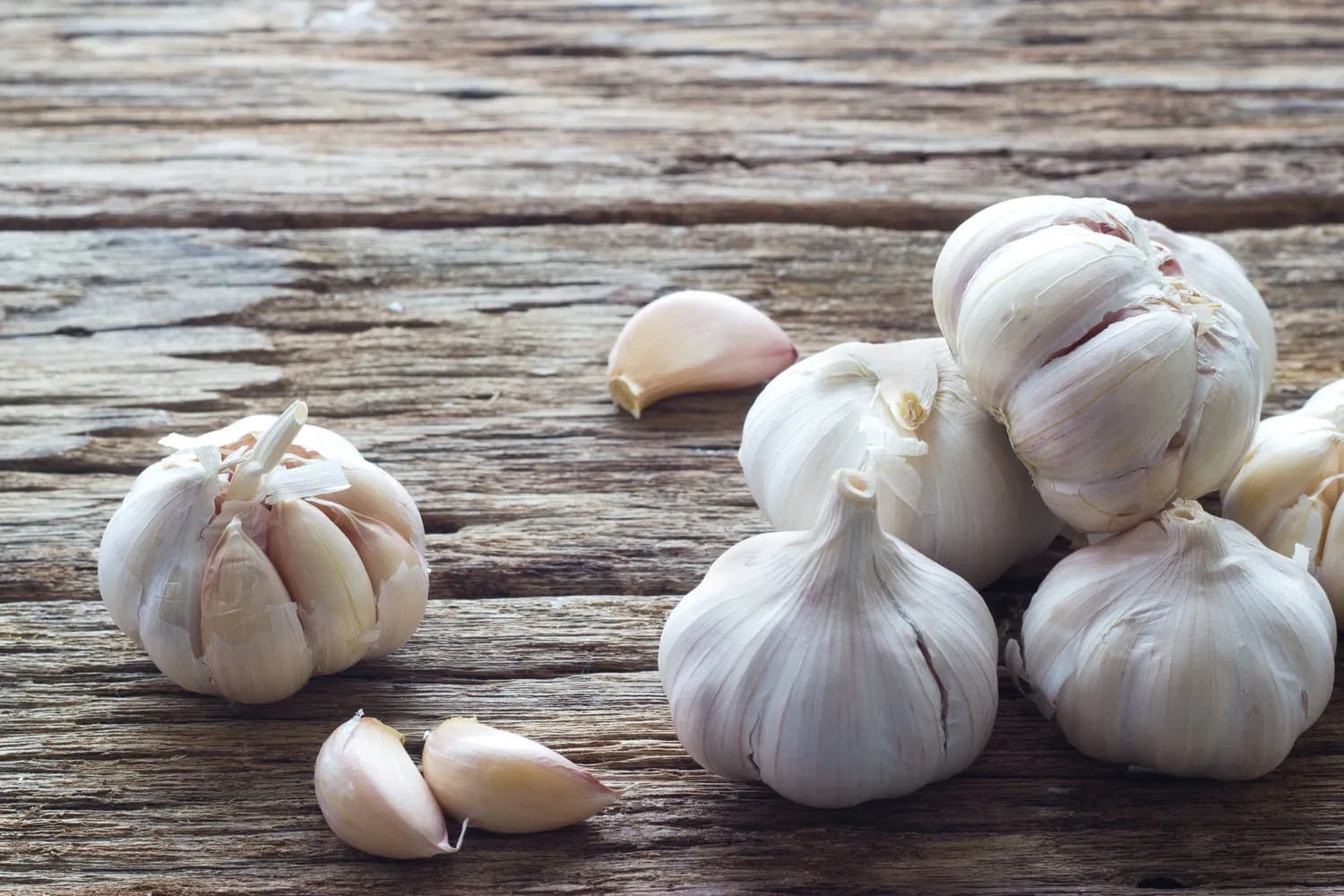 Fresh garlic bulbs
