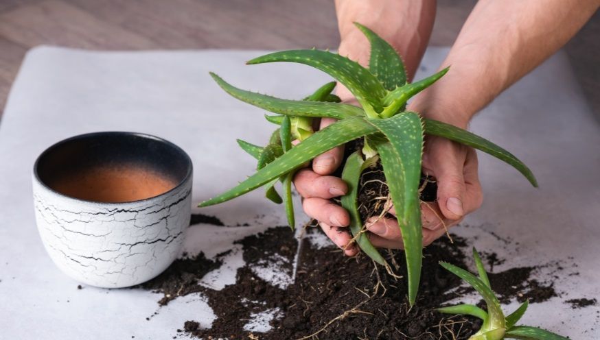 Aloe Vera propagation with pups