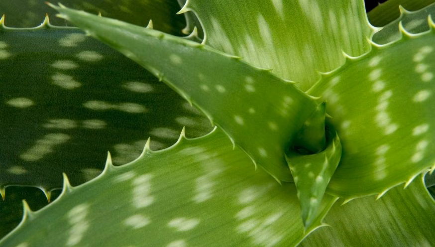 Aloe Vera plant with thick green leaves