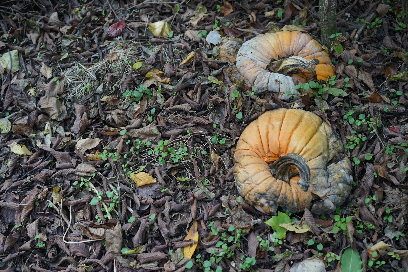 compost pile in yard