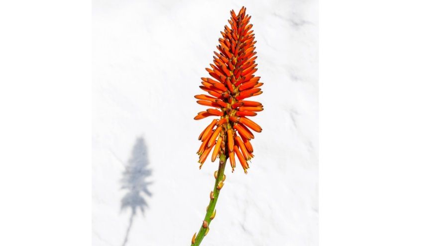 Aloe Vera flowering spike