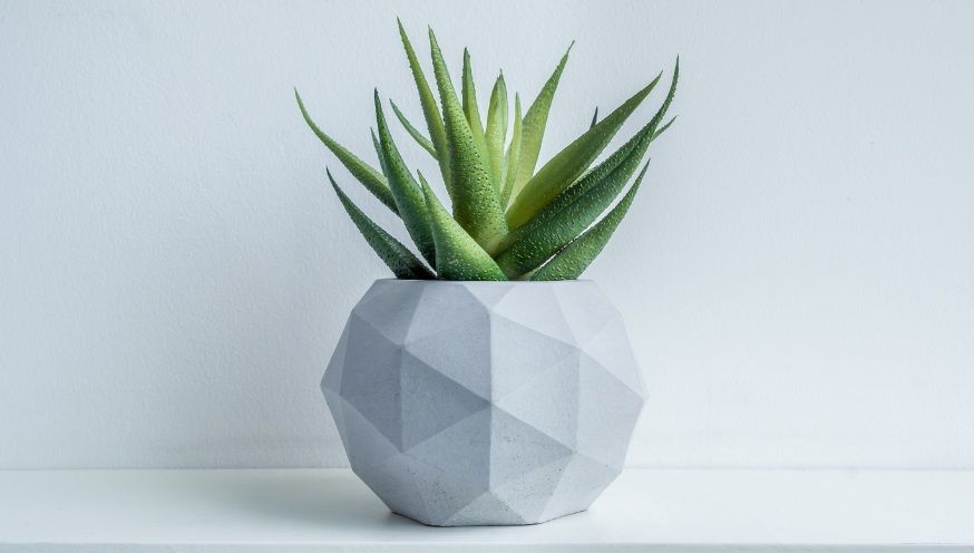 Aloe Vera placed near a bright window
