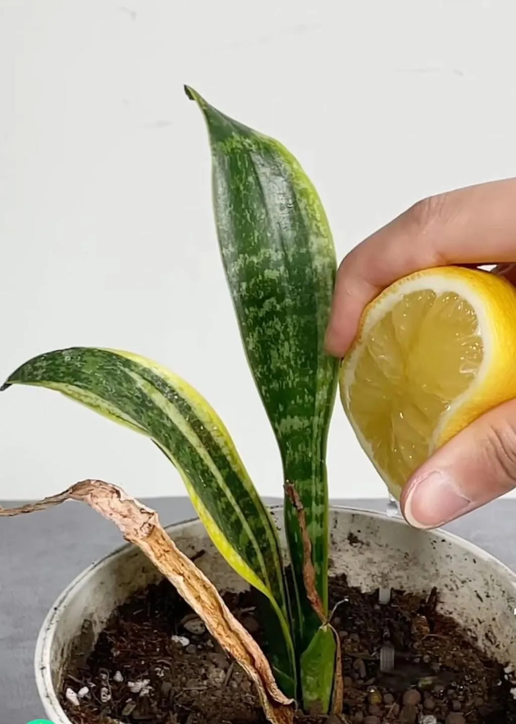 Why Gardeners Use Lemon Juice on Snake Plants