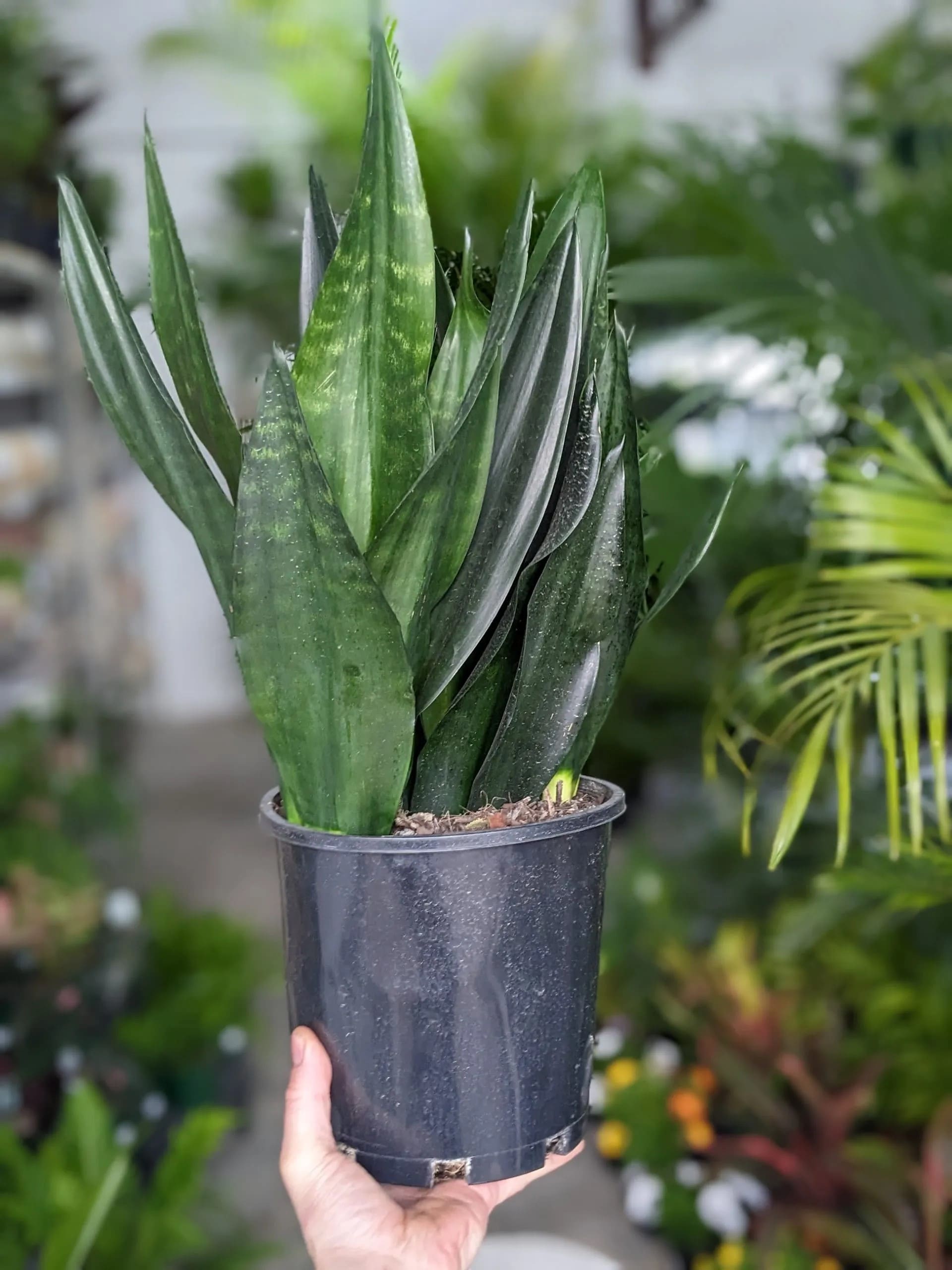 Sansevieria Black Diamond snake plant