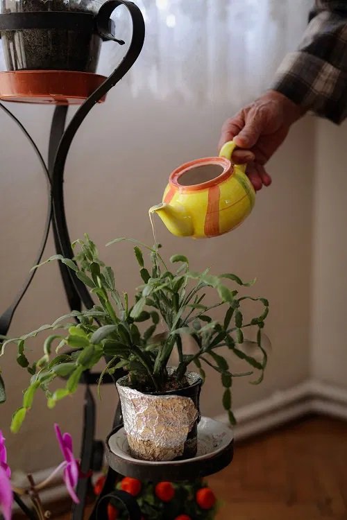 Watering Christmas cactus