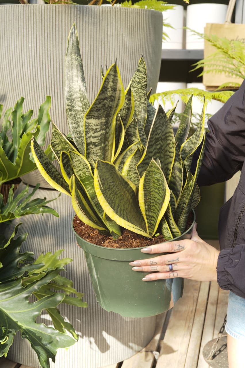 Sansevieria Futura Superba snake plant