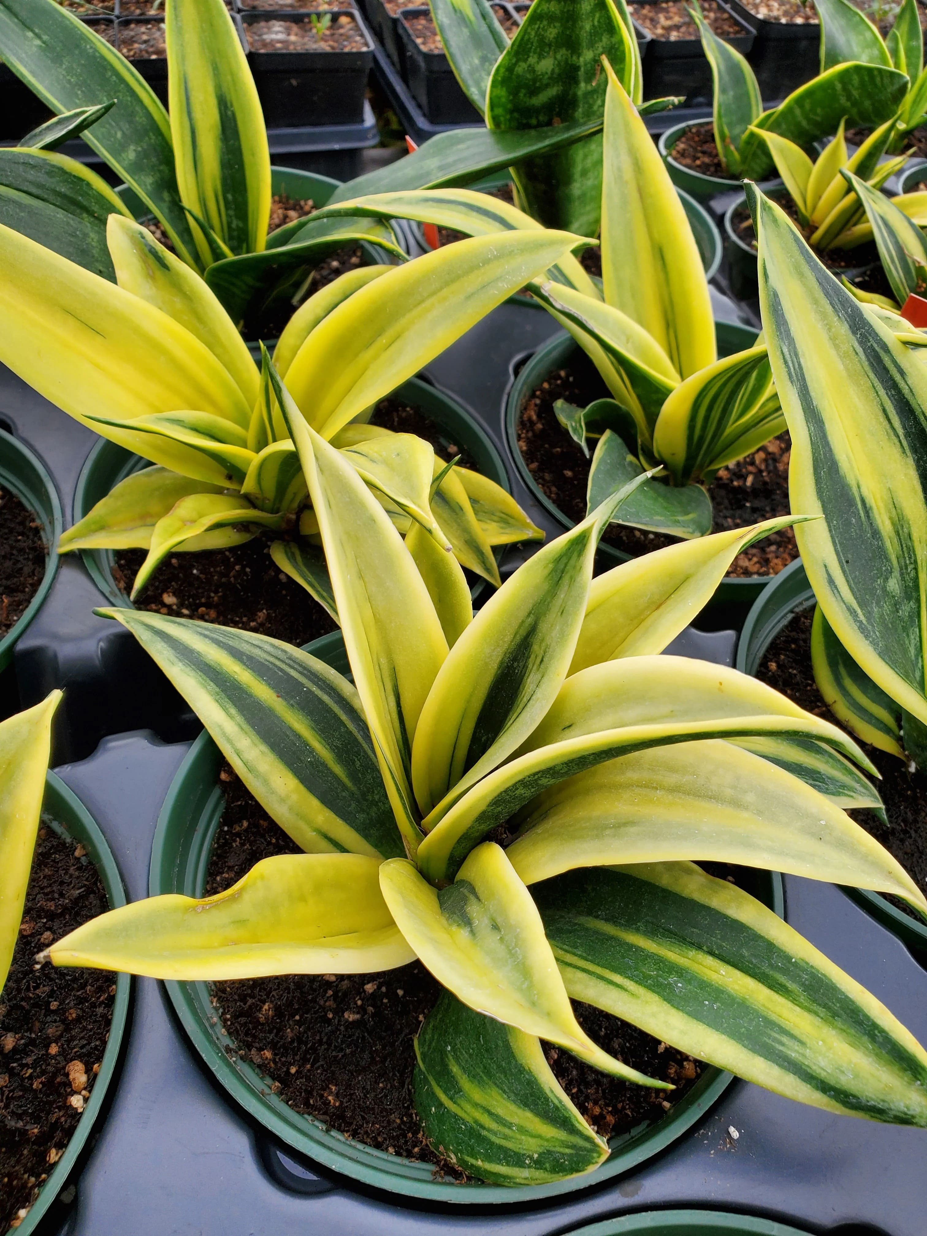 Sansevieria Golden Flame snake plant