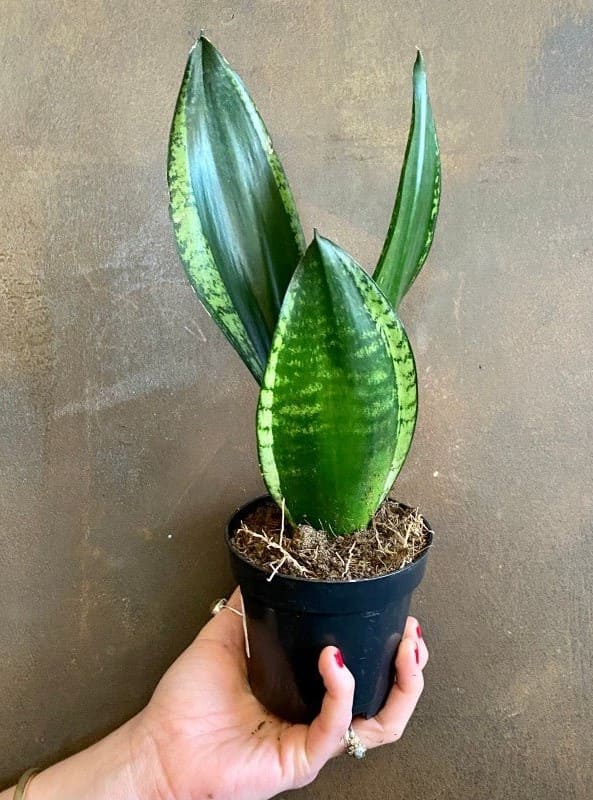 Sansevieria Grey Stripe snake plant