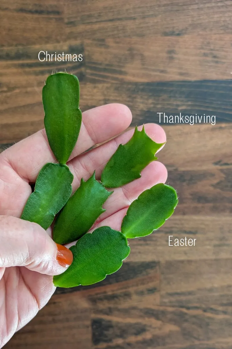 Woman's hand holding cuttings from different holiday cacti, each labeled with its name