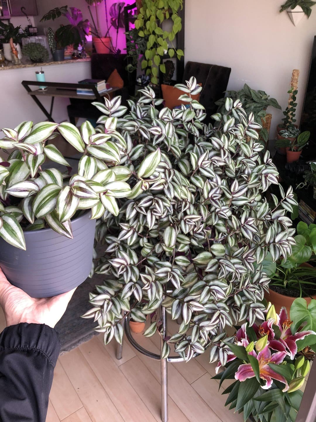 Know Your Wandering Jew