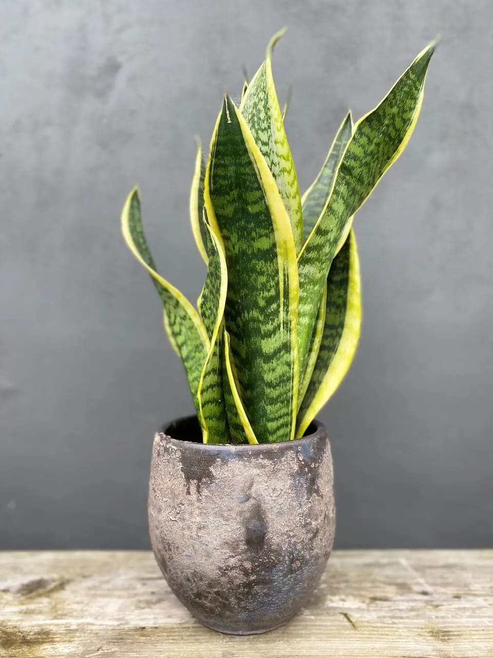 Sansevieria Laurentii snake plant
