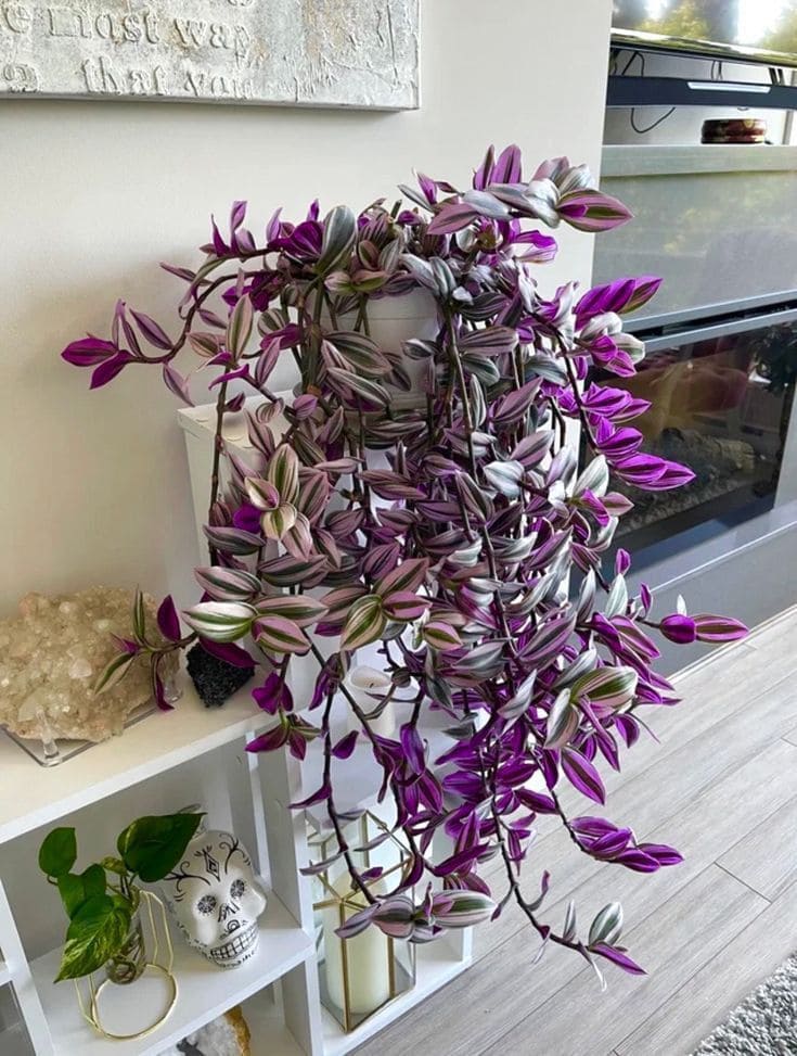Light Requirements for Bushy Growth