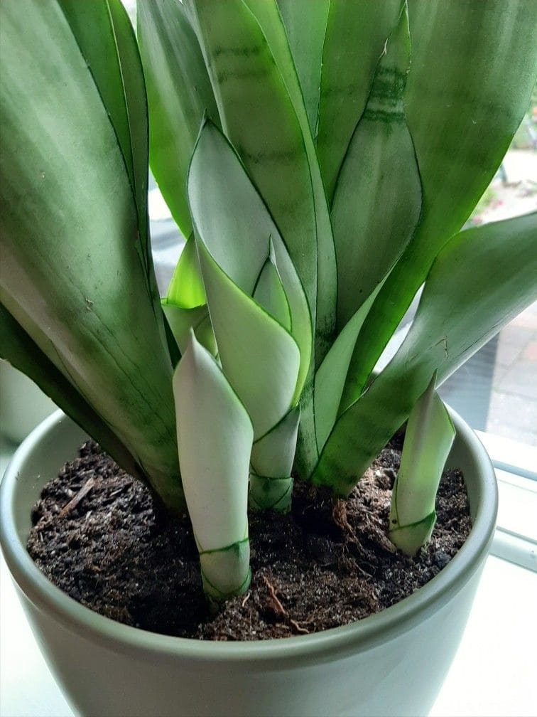 Sansevieria Moonshine snake plant